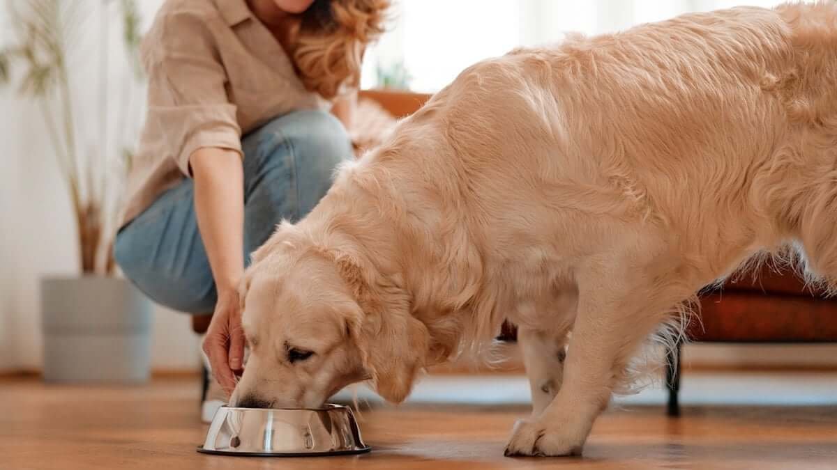 Reino Unido se convierte en el primer país europeo en aprobar la venta de carne cultivada en laboratorio
