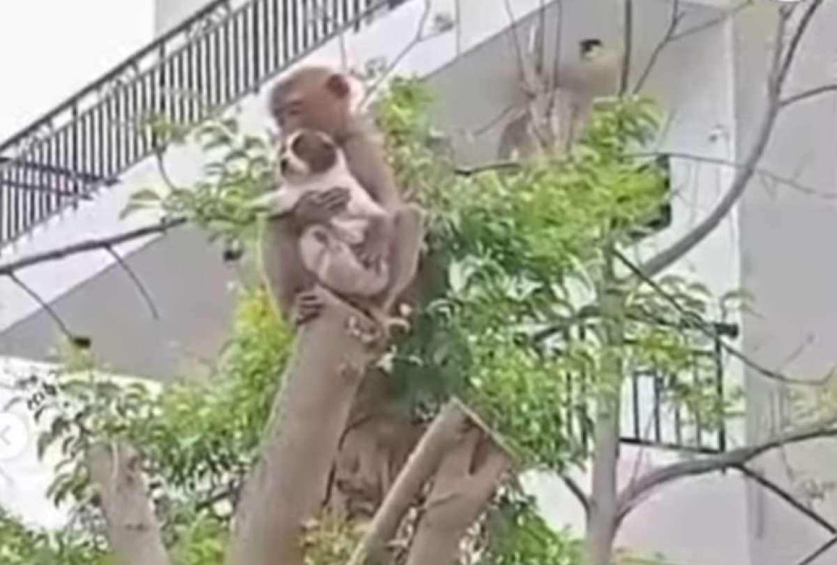 Un mono se roba un perrito y se lo lleva a las ramas de un árbol